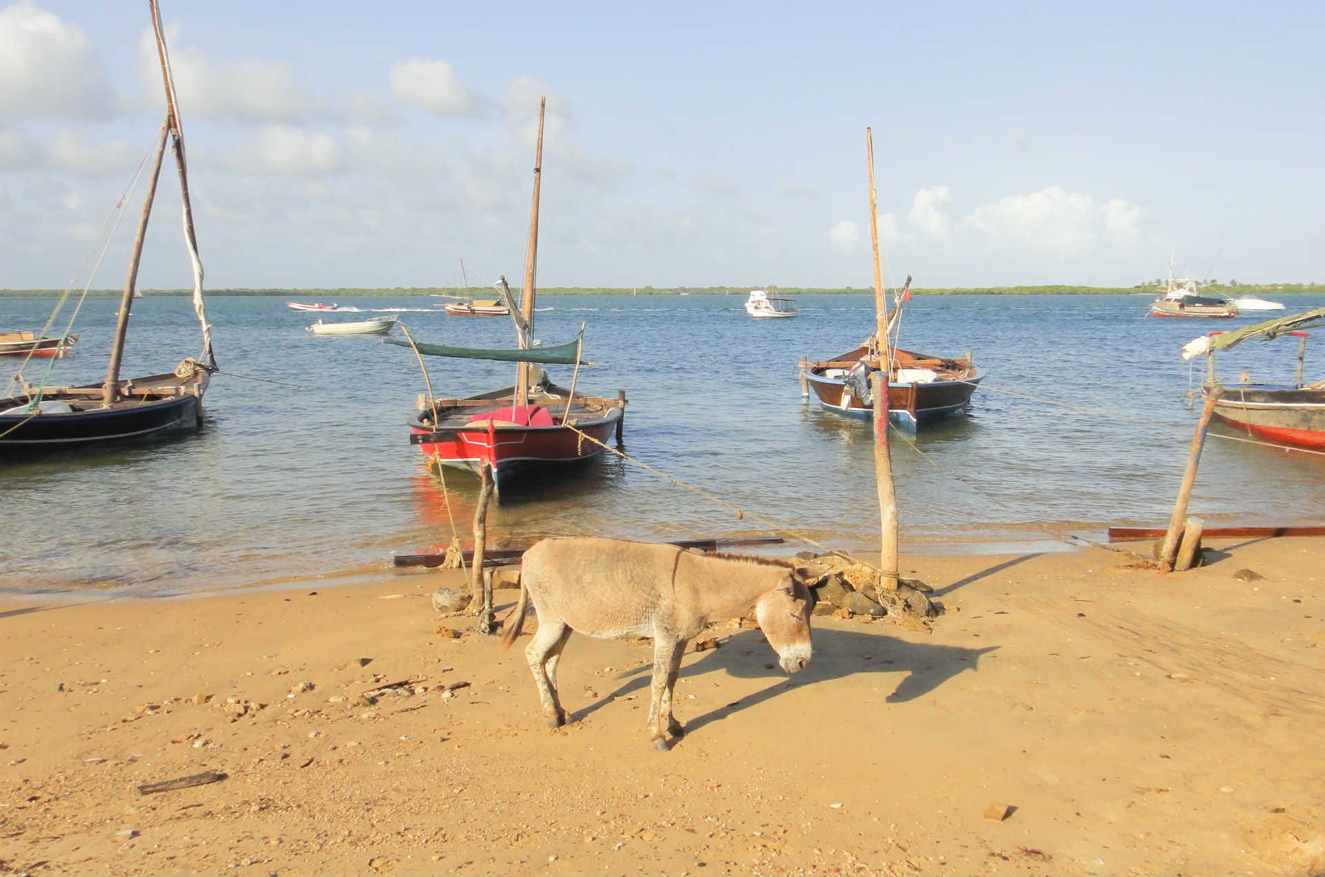 005 - Lamu